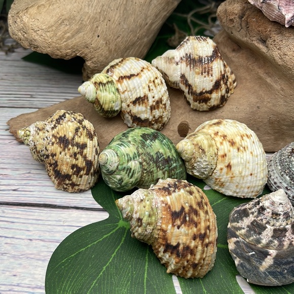 13 Assorted Turbo / Top / Delphinium Seashells Hermit Crabs Changing Nautical - Picture 4 of 12